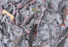 Кучка (Куусамы)