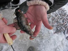 Баланс Куусамо