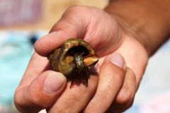 Квартирант.