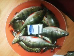 Поповское озеро. Улов