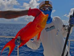 ЕллоуТейлГруппер Лена