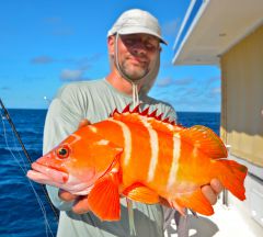 Желтый полосатик.jpg