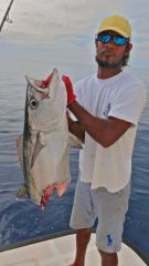 ДогтусКусок