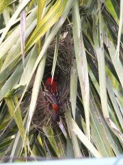 Мадагаскарский фоди.