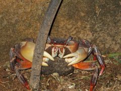 Пальмовый вор.