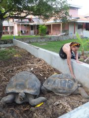 Отельные черепахи.