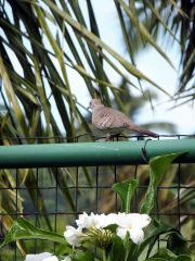 Еще птичка.