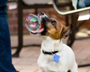 dogbubble