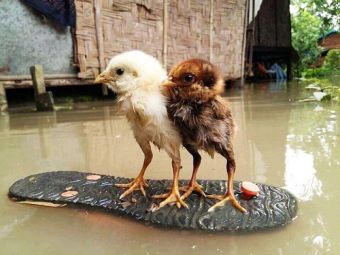 Big 167971 14956833315926510356f32