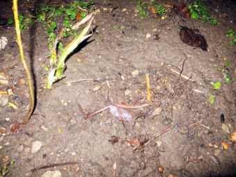 Big 54983 14527878985697c8bac4bf7