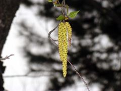 Весна однако