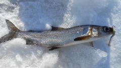 Изображение 176