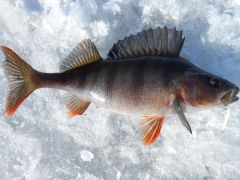 Изображение 018