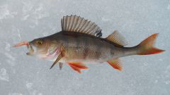 Изображение 138