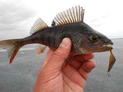 Изображение 072