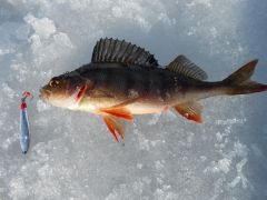 Изображение 113