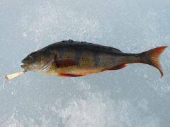 Изображение 047