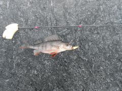 Изображение 071