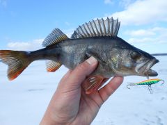 Карельские рыбки.