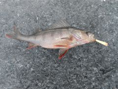 Изображение 065