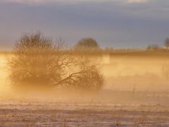 Утро туманное