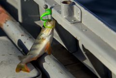 Окунь на червяке