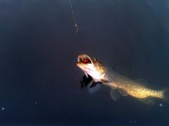 Щука в Дубно