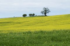 Тосканские холмы