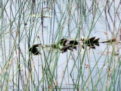 Изображение 044