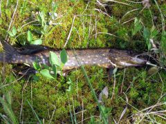 Изображение 030