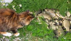 Караси с катэ