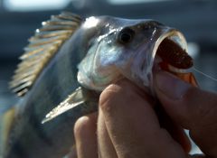 Резина Мистик