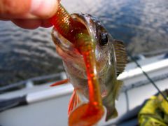 Жадный сракунь