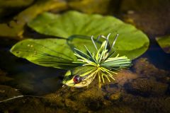 Жаба 3 зеленая