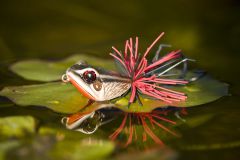 Красная жаба