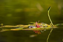 Жаба 2 красная