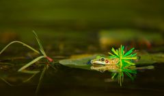 Жаба зел раб