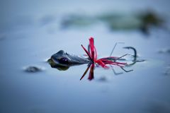 Ляга 1 красная