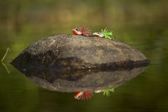 Парочка жаб