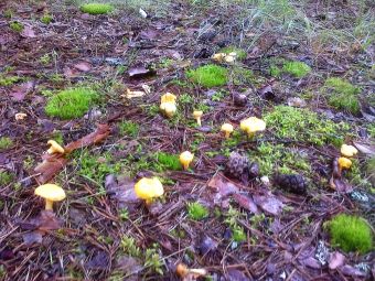 Фото0486  Грибы на поляне поселения