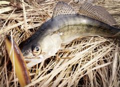 Весны векса