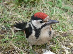 Онега дятел