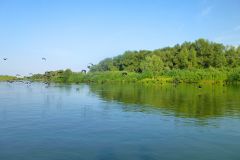 Бакланы сцуки