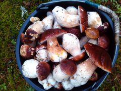 Полна коробочка