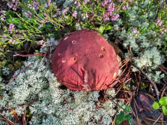 IMG 20170909 083701 HDR