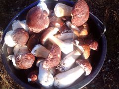 Шершавчики