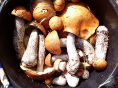 Подосиновики