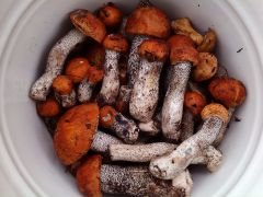 Молоденькие