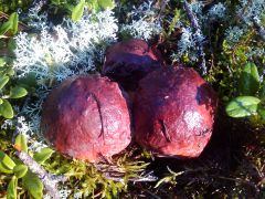 Три крсавца