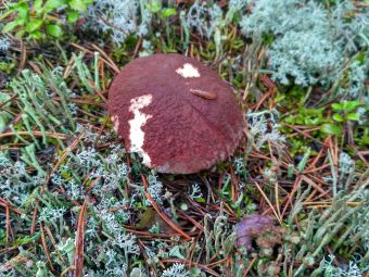 IMG 20170909 070550 HDR